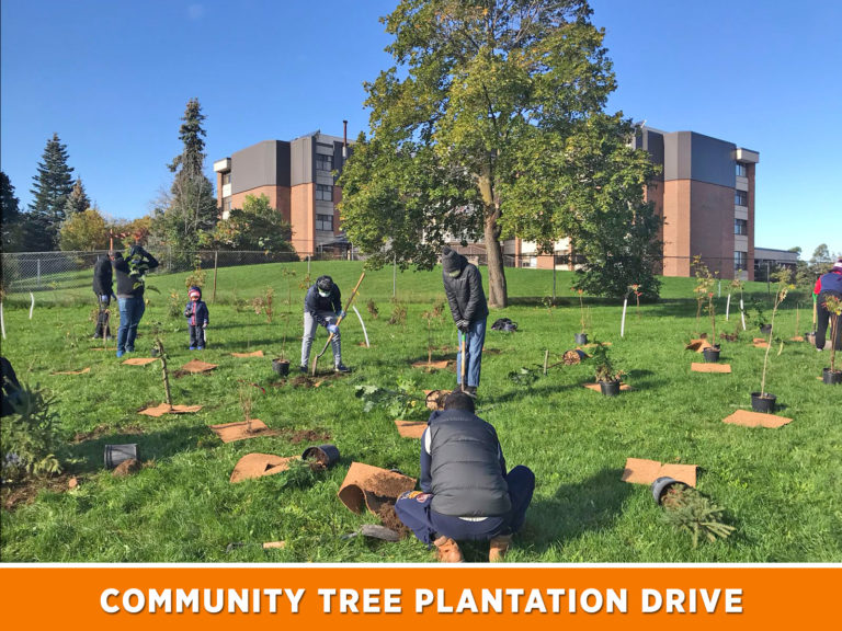 vhp-tree-plantation-canada-768x576